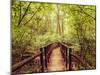 Jungle Landscape in Vintage Style. Wooden Bridge at Tropical Rain Forest. Doi Inthanon Park, Thaila-Im Perfect Lazybones-Mounted Photographic Print