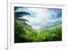 Jungle of Seychelles Island-Iakov Kalinin-Framed Photographic Print