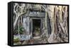 Jungle Overgrowth at Ta Prohm Temple (Rajavihara)-Michael Nolan-Framed Stretched Canvas