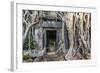 Jungle Overgrowth at Ta Prohm Temple (Rajavihara)-Michael Nolan-Framed Photographic Print