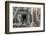 Jungle Overgrowth at Ta Prohm Temple (Rajavihara)-Michael Nolan-Framed Photographic Print