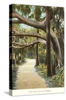 Jungle, Palm Beach, Florida-null-Stretched Canvas