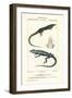 Jungle-Runner, Ameiva Ameiva,, Lucertola Ameiva 1 and Golden Tegu, Tupinambis Teguixin, Salvaguardi-Carini Carini-Framed Giclee Print