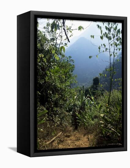 Jungle, Sierra Nevada, Colombia, South America-Jane O'callaghan-Framed Stretched Canvas