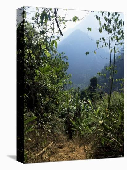 Jungle, Sierra Nevada, Colombia, South America-Jane O'callaghan-Stretched Canvas