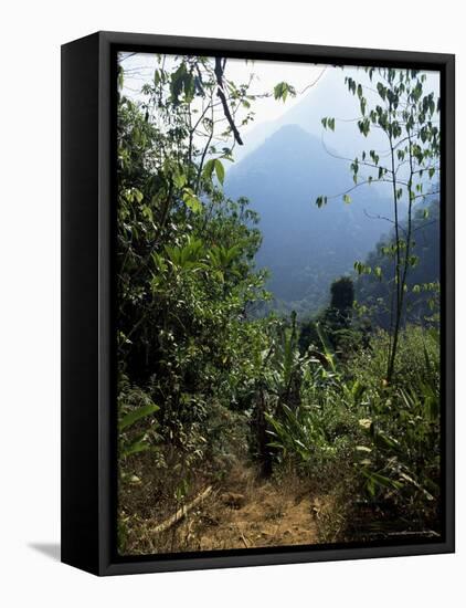 Jungle, Sierra Nevada, Colombia, South America-Jane O'callaghan-Framed Stretched Canvas