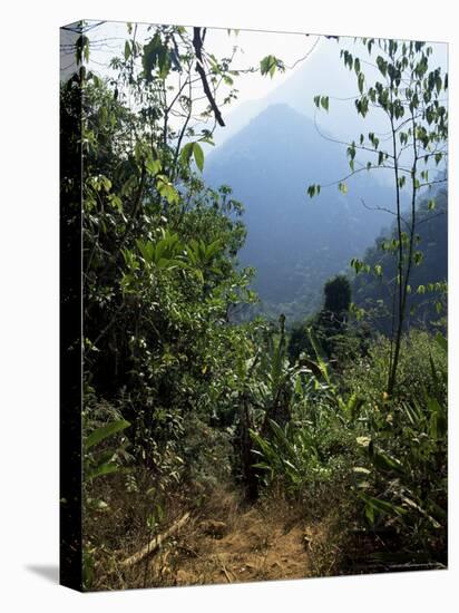 Jungle, Sierra Nevada, Colombia, South America-Jane O'callaghan-Stretched Canvas