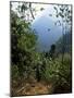 Jungle, Sierra Nevada, Colombia, South America-Jane O'callaghan-Mounted Photographic Print