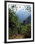 Jungle, Sierra Nevada, Colombia, South America-Jane O'callaghan-Framed Photographic Print