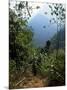 Jungle, Sierra Nevada, Colombia, South America-Jane O'callaghan-Mounted Photographic Print