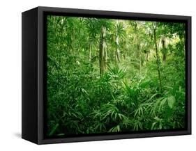 Jungle, Tikal, Guatemala-null-Framed Stretched Canvas