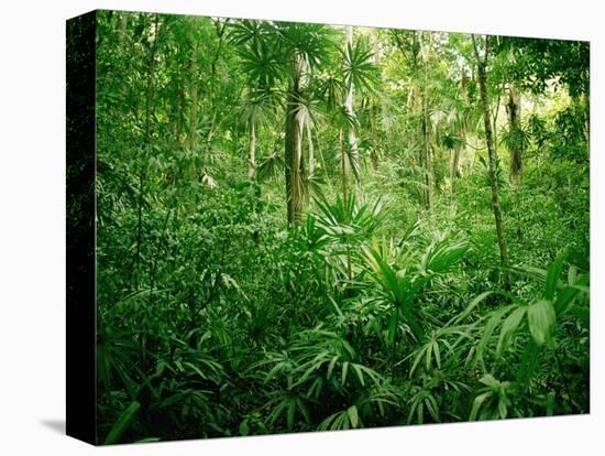 Jungle, Tikal, Guatemala-null-Stretched Canvas