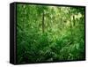 Jungle, Tikal, Guatemala-null-Framed Stretched Canvas