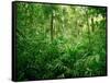 Jungle, Tikal, Guatemala-null-Framed Stretched Canvas