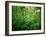 Jungle, Tikal, Guatemala-null-Framed Premium Photographic Print