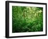 Jungle, Tikal, Guatemala-null-Framed Premium Photographic Print