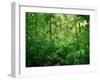 Jungle, Tikal, Guatemala-null-Framed Premium Photographic Print