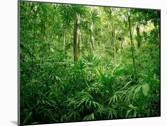 Jungle, Tikal, Guatemala-null-Mounted Premium Photographic Print