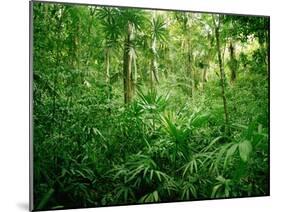 Jungle, Tikal, Guatemala-null-Mounted Premium Photographic Print