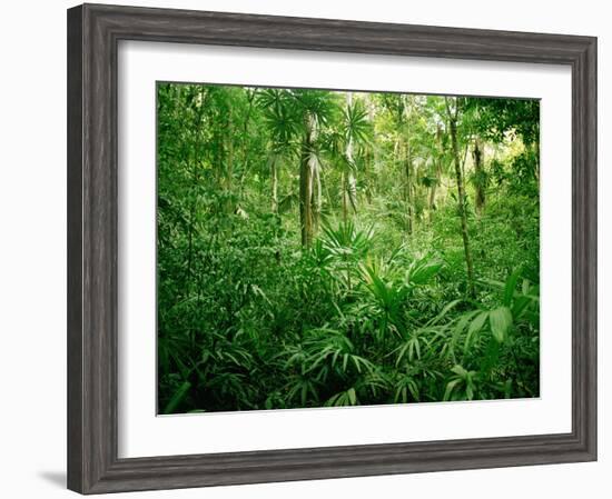 Jungle, Tikal, Guatemala-null-Framed Photographic Print