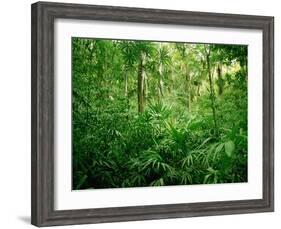 Jungle, Tikal, Guatemala-null-Framed Photographic Print