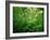 Jungle, Tikal, Guatemala-null-Framed Photographic Print