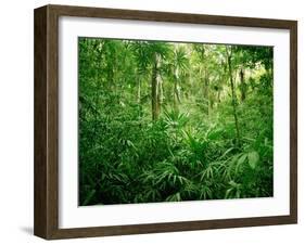 Jungle, Tikal, Guatemala-null-Framed Photographic Print