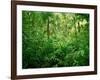 Jungle, Tikal, Guatemala-null-Framed Photographic Print