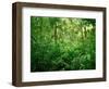 Jungle, Tikal, Guatemala-null-Framed Photographic Print