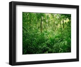 Jungle, Tikal, Guatemala-null-Framed Photographic Print