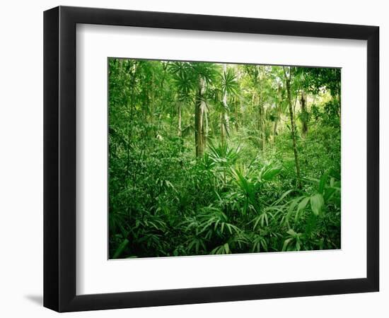 Jungle, Tikal, Guatemala-null-Framed Photographic Print