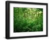 Jungle, Tikal, Guatemala-null-Framed Photographic Print