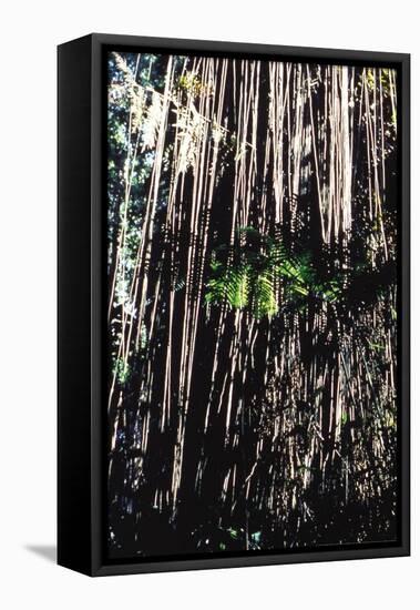Jungle Vines-John Bortniak-Framed Stretched Canvas