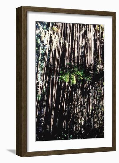 Jungle Vines-John Bortniak-Framed Art Print