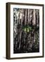 Jungle Vines-John Bortniak-Framed Art Print