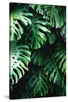 Jungle Wall Background. Green Tropical Palm Leaves with Monstera Foliage Forest.-Uladzimir Zuyeu-Stretched Canvas