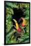 Jungle with Toucans-Andrea Haase-Framed Giclee Print