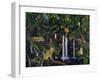 Jungle-Betty Lou-Framed Giclee Print