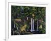 Jungle-Betty Lou-Framed Giclee Print