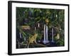 Jungle-Betty Lou-Framed Giclee Print