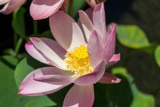 Beautiful Fragrant Pink Water Lily-JuNiArt-Stretched Canvas