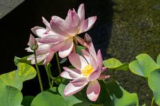 Beautiful Fragrant Pink Water Lily-JuNiArt-Stretched Canvas