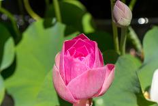 Beautiful Fragrant Pink Water Lily-JuNiArt-Framed Stretched Canvas