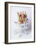 Junior and Bobo-Rachael Hale-Framed Art Print