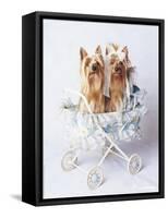 Junior and Bobo-Rachael Hale-Framed Stretched Canvas