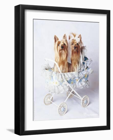 Junior and Bobo-Rachael Hale-Framed Photographic Print