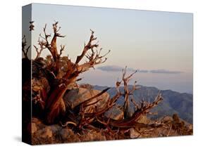 Juniper at Sunset at Keys View, Joshua Tree National Park, California-James Hager-Stretched Canvas