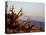 Juniper at Sunset at Keys View, Joshua Tree National Park, California-James Hager-Stretched Canvas