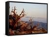 Juniper at Sunset at Keys View, Joshua Tree National Park, California-James Hager-Framed Stretched Canvas