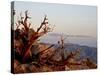 Juniper at Sunset at Keys View, Joshua Tree National Park, California-James Hager-Stretched Canvas